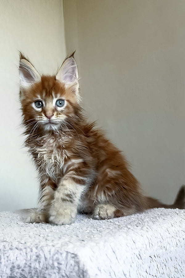 Teddy | Maine Coon Kitten
