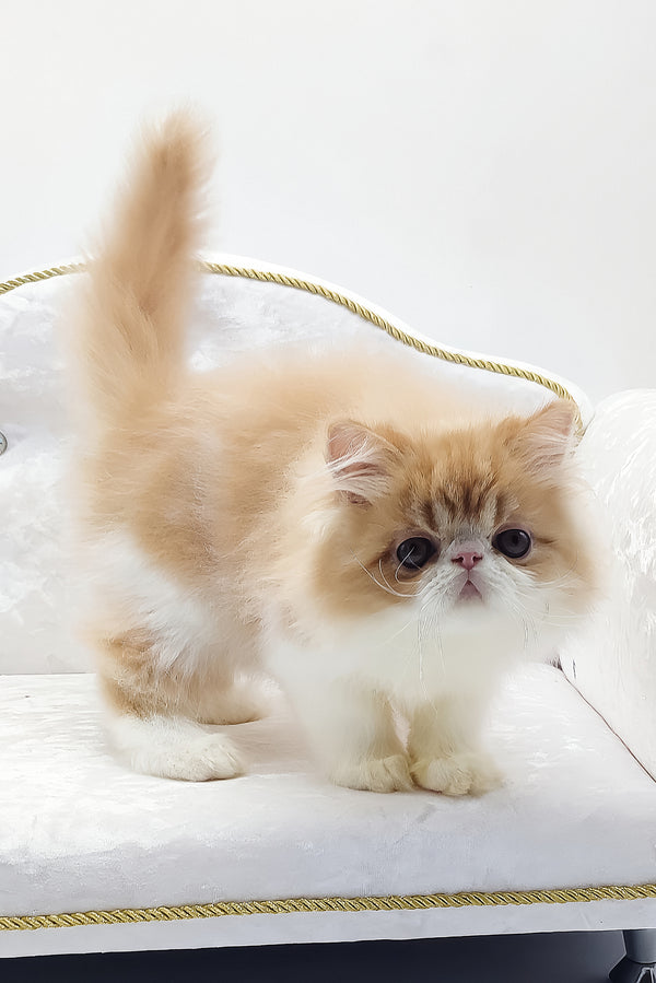 Teddy | Persian Kitten