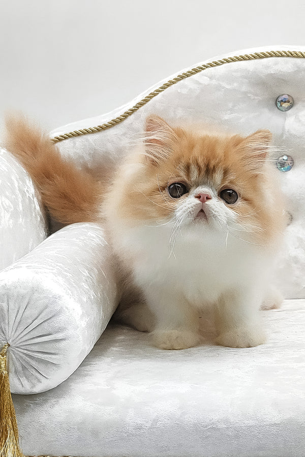Teddy | Persian Kitten