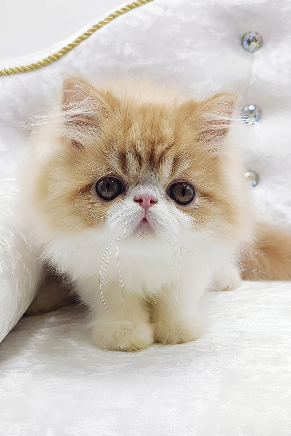 Teddy | Persian Kitten