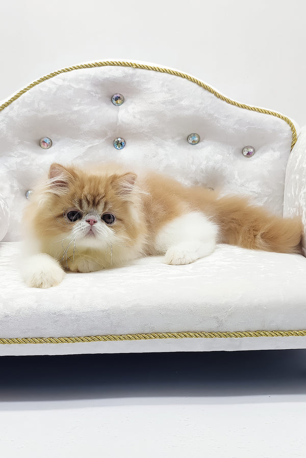 Teddy | Persian Kitten