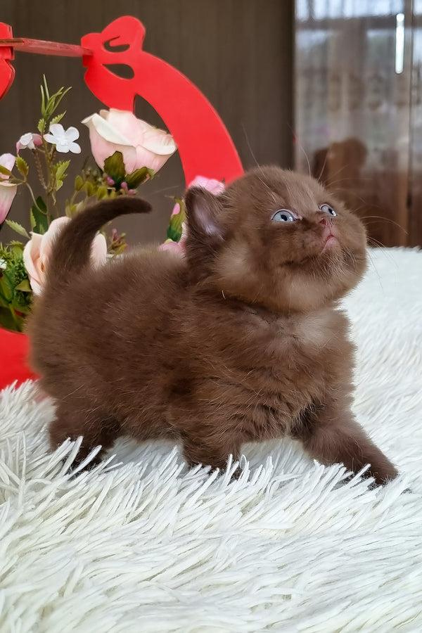 Ted | British Shorthair Kitten