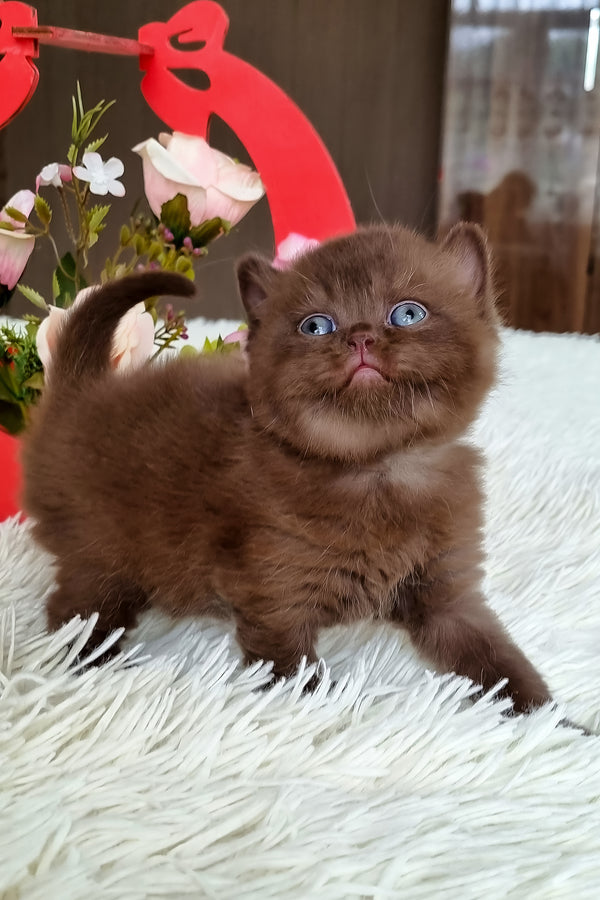 Ted | British Shorthair Kitten