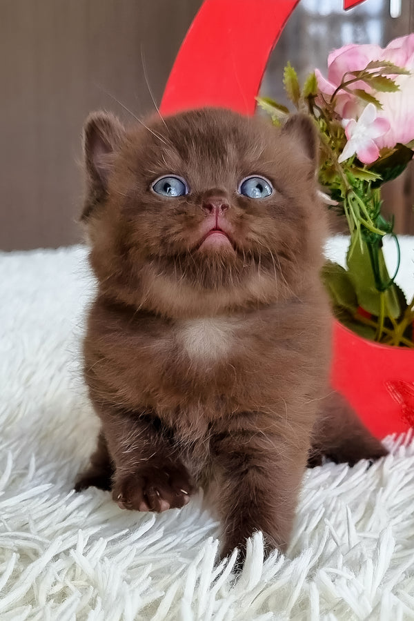 Ted | British Shorthair Kitten