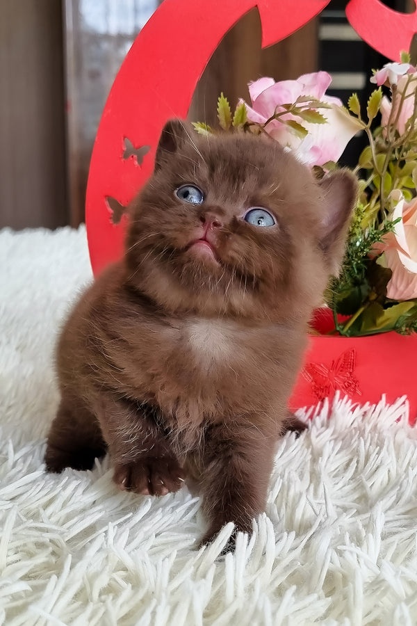 Ted | British Shorthair Kitten