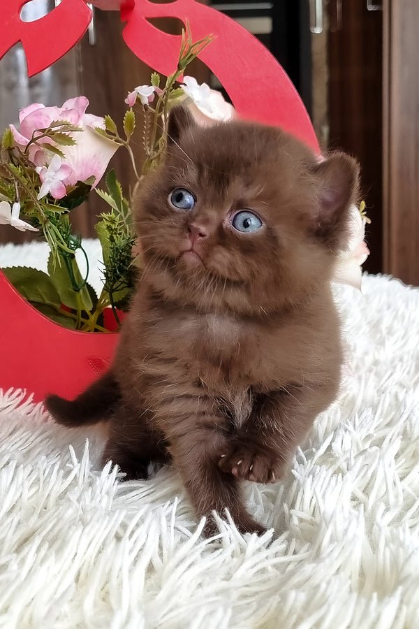 Ted | British Shorthair Kitten