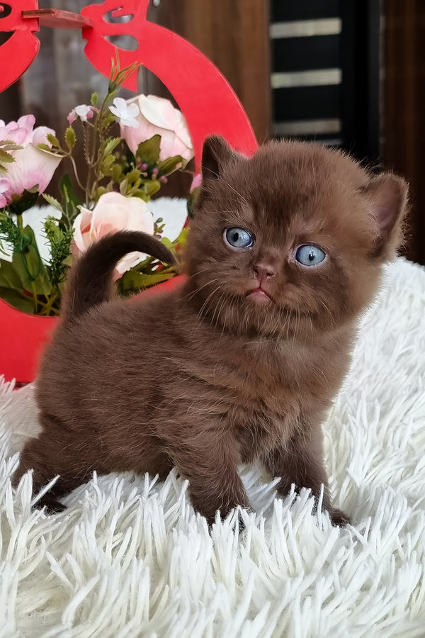 Ted | British Shorthair Kitten