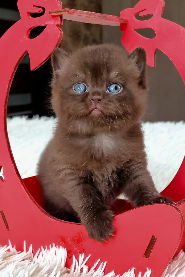 Ted | British Shorthair Kitten