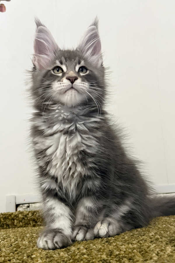 Teddy | Maine Coon Kitten