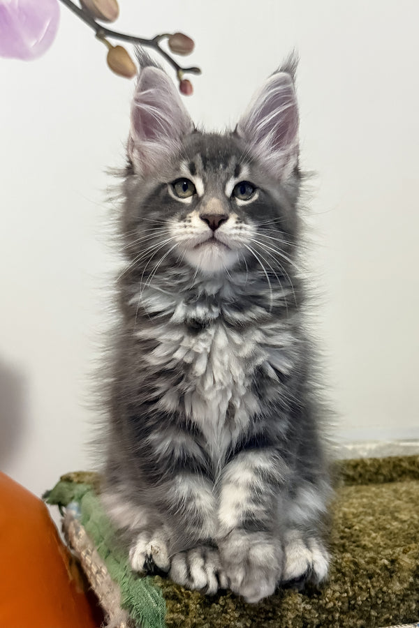 Teddy | Maine Coon Kitten