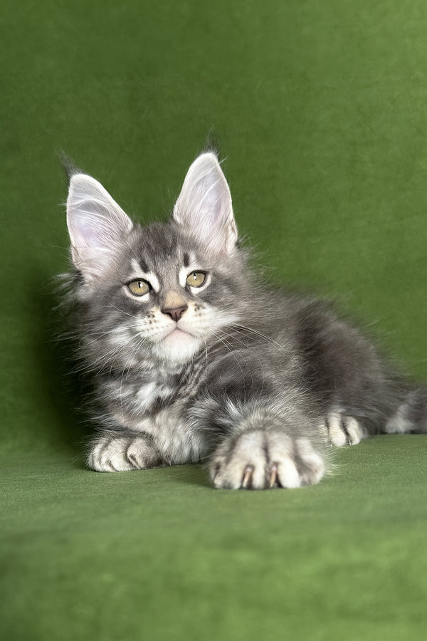 Teddy | Maine Coon Kitten