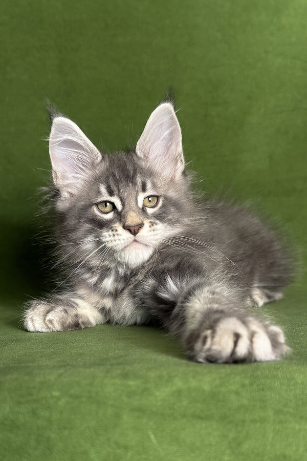 Teddy | Maine Coon Kitten