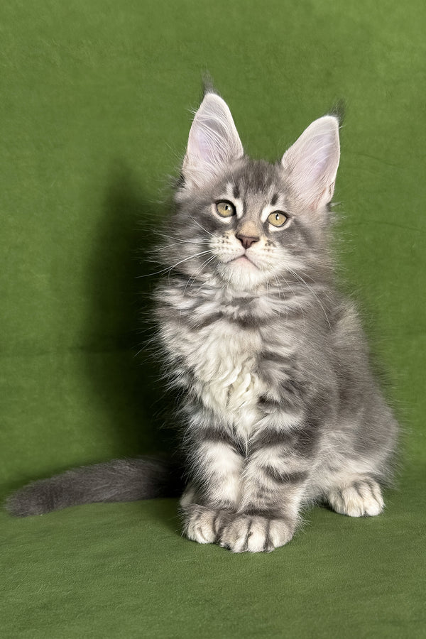 Teddy | Maine Coon Kitten