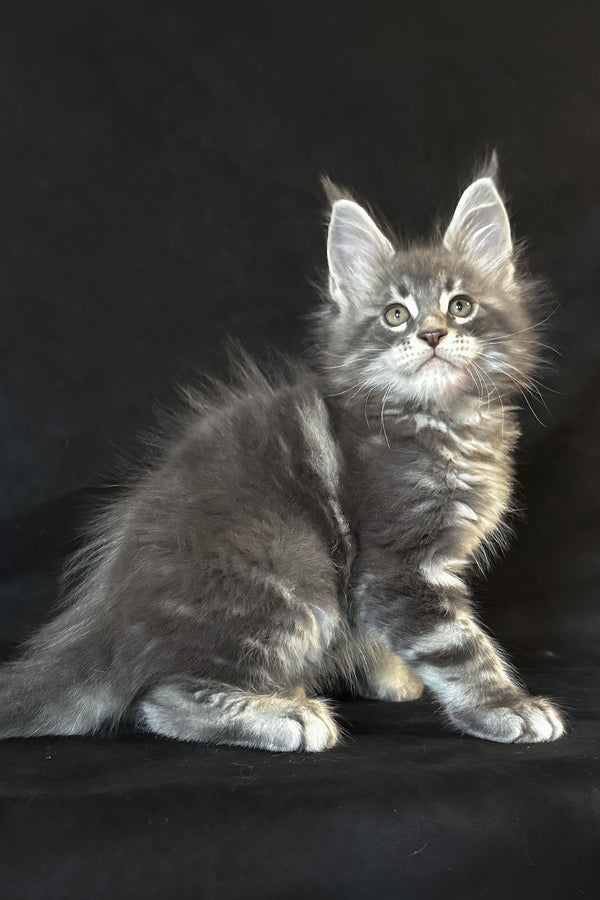 Teddy | Maine Coon Kitten