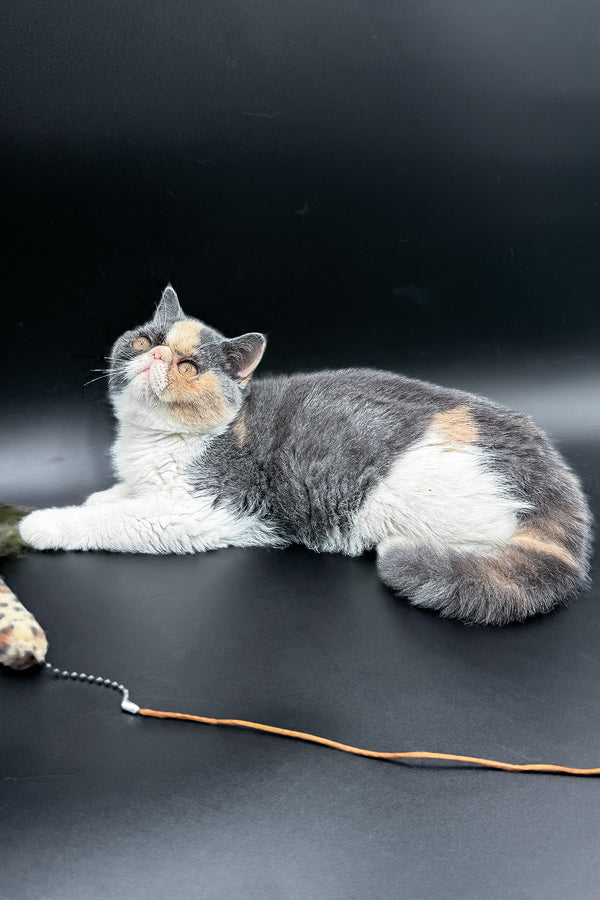 Tessa | Exotic Shorthair Kitten