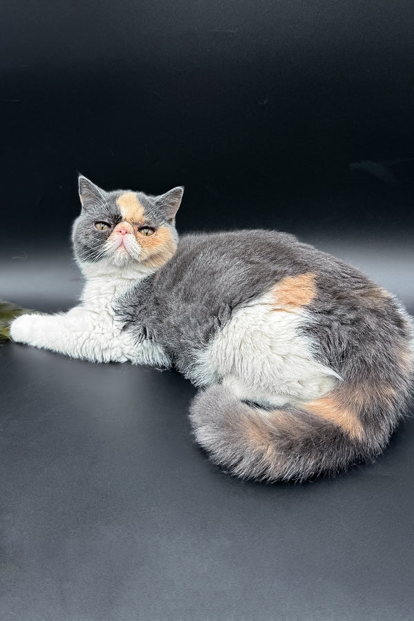 Tessa | Exotic Shorthair Kitten