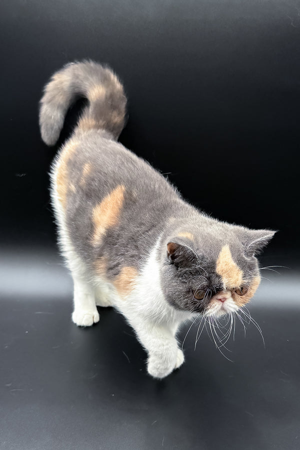 Tessa | Exotic Shorthair Kitten