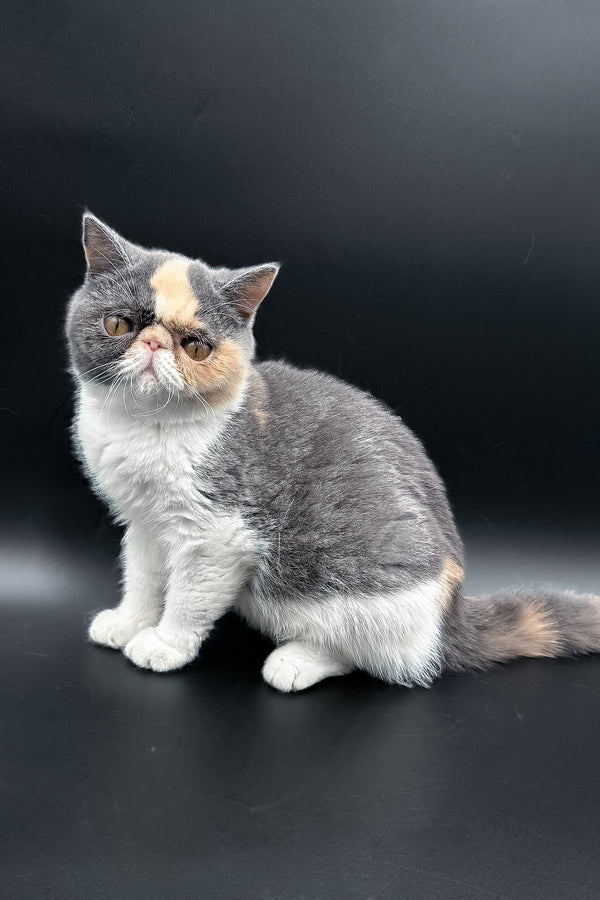 Tessa | Exotic Shorthair Kitten