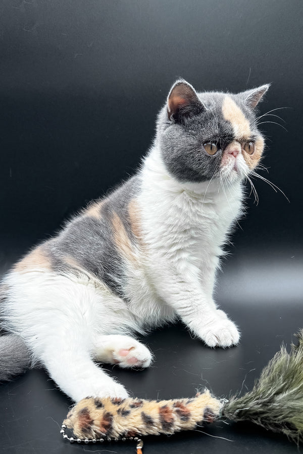 Tessa | Exotic Shorthair Kitten
