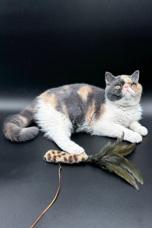 Tessa | Exotic Shorthair Kitten