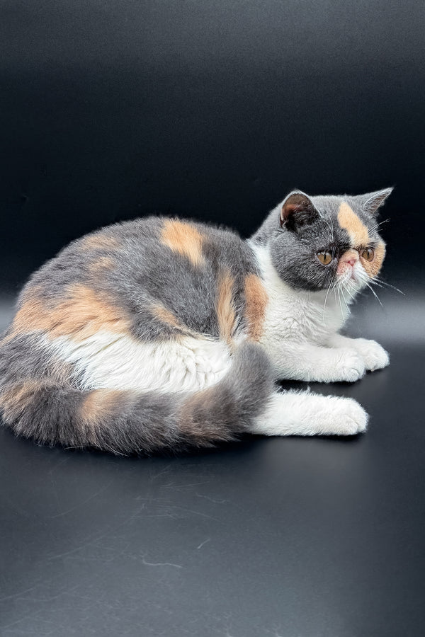 Tessa | Exotic Shorthair Kitten