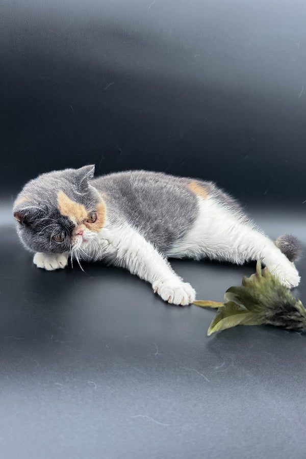 Tessa | Exotic Shorthair Kitten