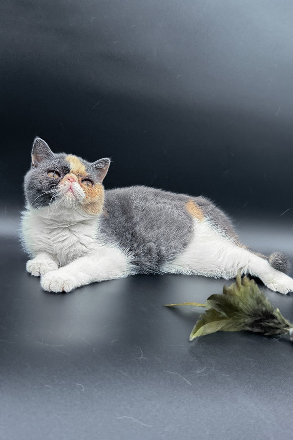 Tessa | Exotic Shorthair Kitten