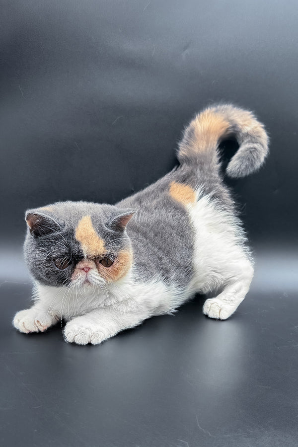 Tessa | Exotic Shorthair Kitten
