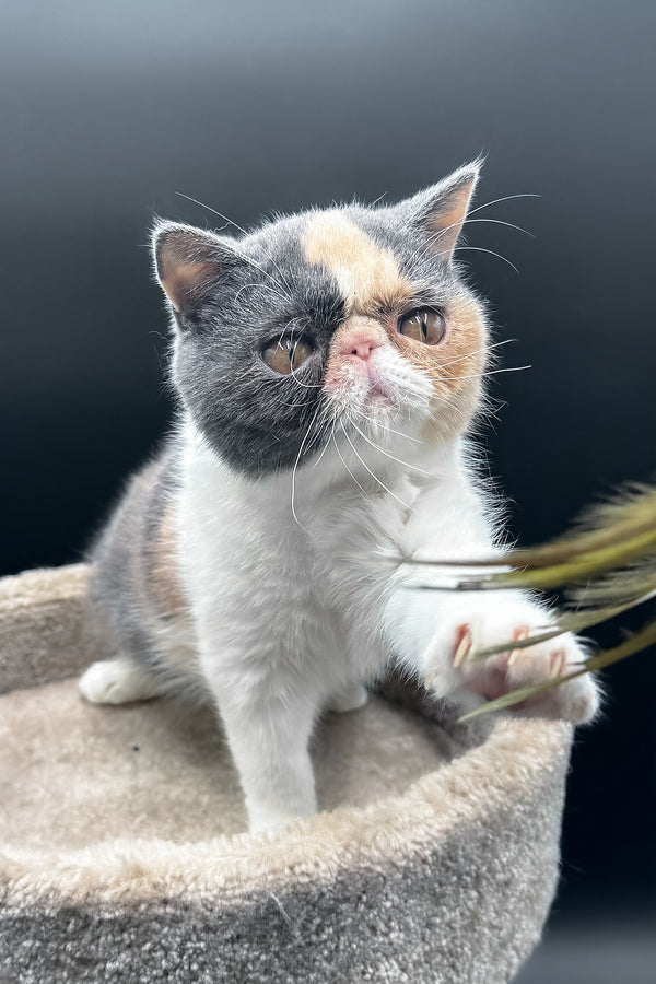 Tessa | Exotic Shorthair Kitten