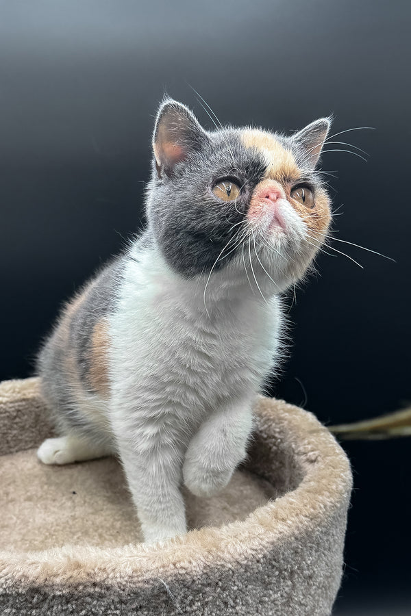 Tessa | Exotic Shorthair Kitten