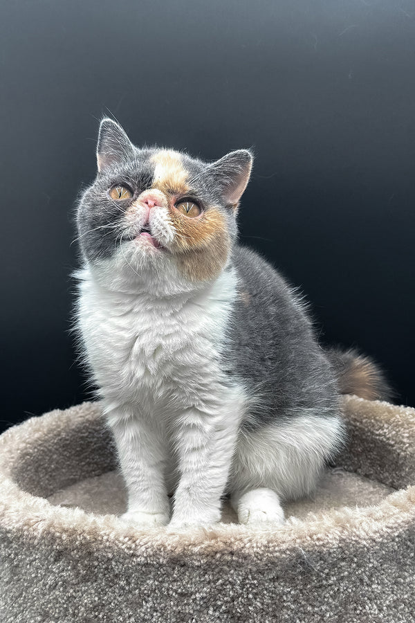 Tessa | Exotic Shorthair Kitten