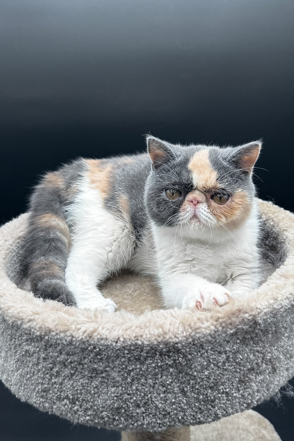 Tessa | Exotic Shorthair Kitten