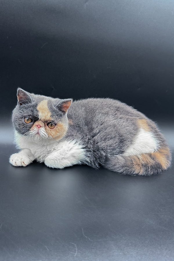 Tessa | Exotic Shorthair Kitten