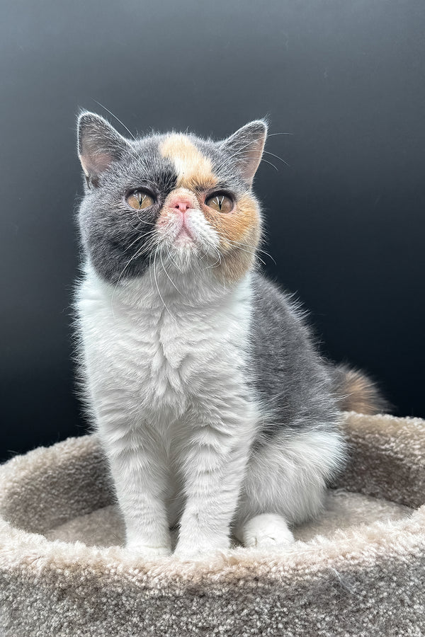 Tessa | Exotic Shorthair Kitten