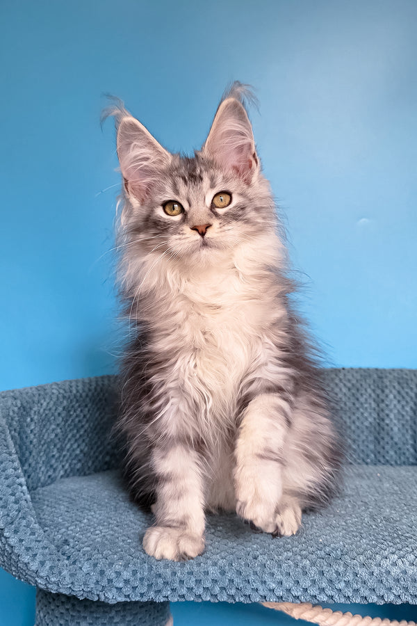 Tessa | Maine Coon Kitten