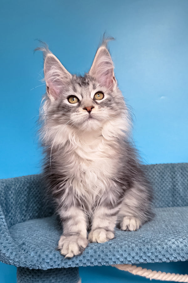 Tessa | Maine Coon Kitten