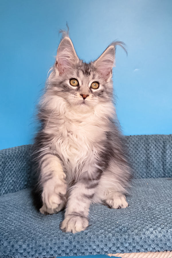 Tessa | Maine Coon Kitten