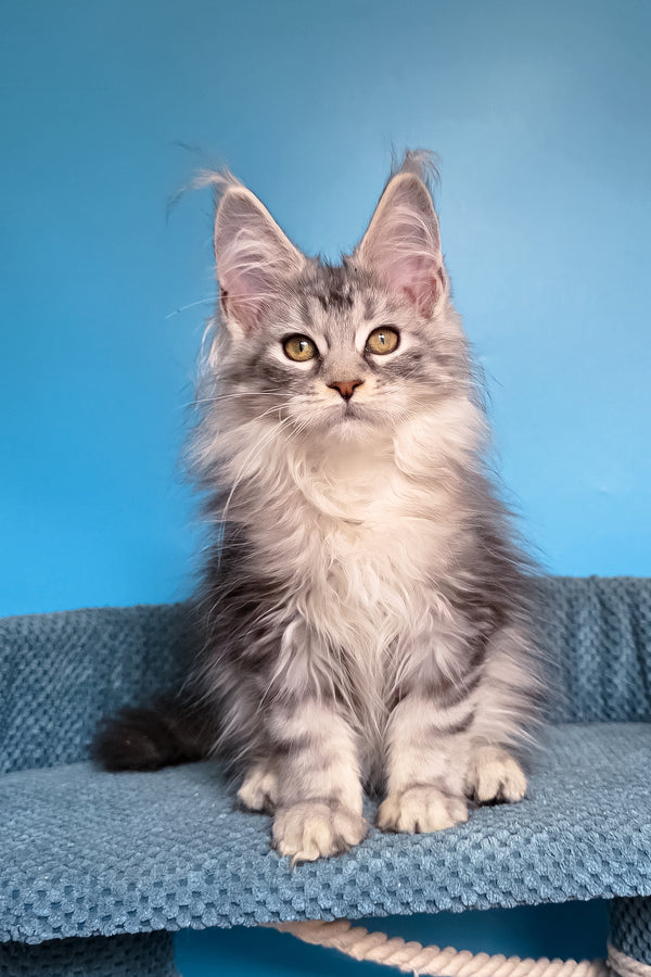 Tessa | Maine Coon Kitten