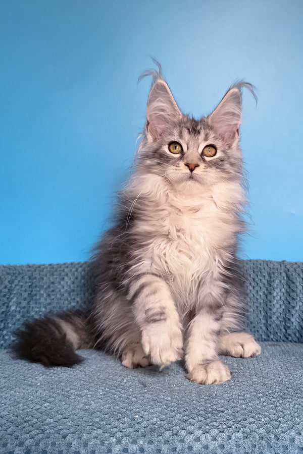 Tessa | Maine Coon Kitten