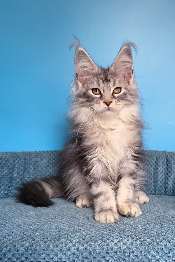 Tessa | Maine Coon Kitten
