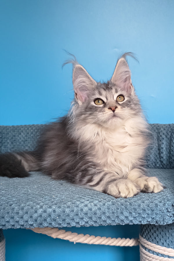 Tessa | Maine Coon Kitten