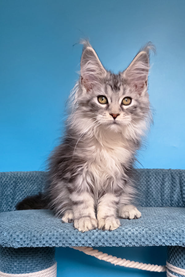 Tessa | Maine Coon Kitten