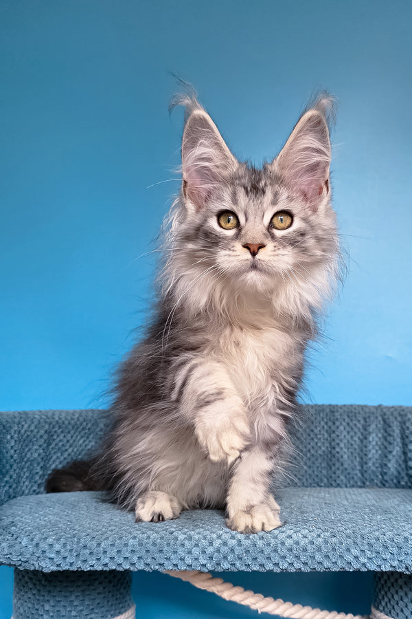Tessa | Maine Coon Kitten
