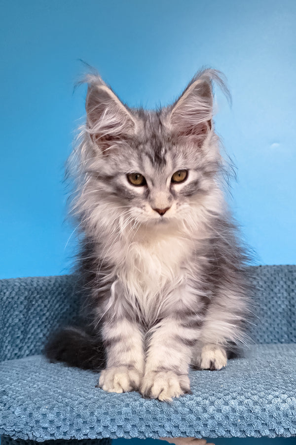 Tessa | Maine Coon Kitten