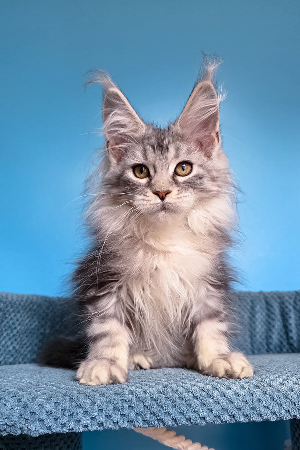 Tessa | Maine Coon Kitten