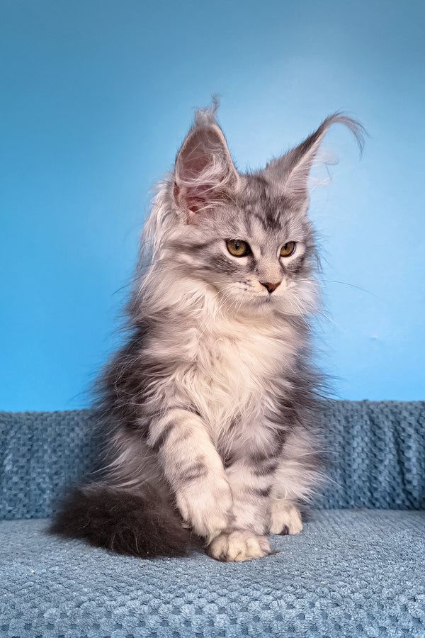 Tessa | Maine Coon Kitten