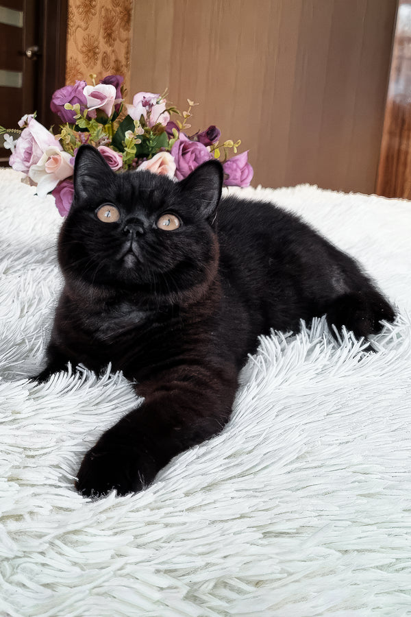 Tessa | British Shorthair Kitten