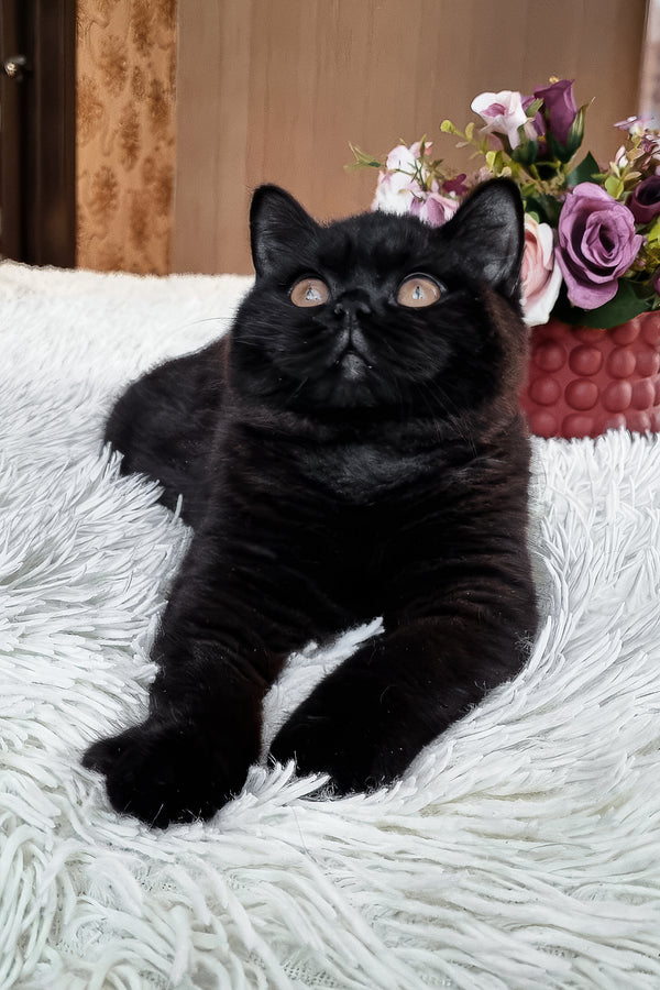 Tessa | British Shorthair Kitten