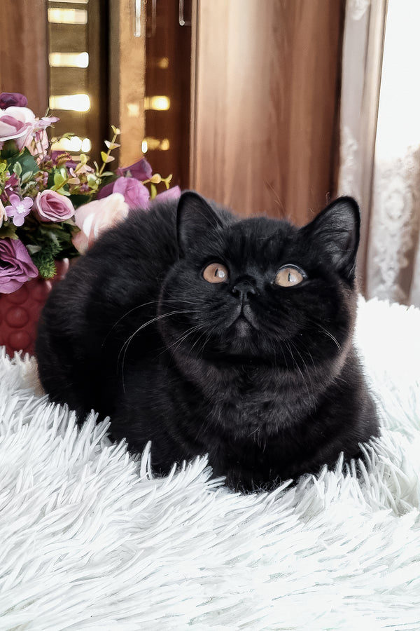 Tessa | British Shorthair Kitten