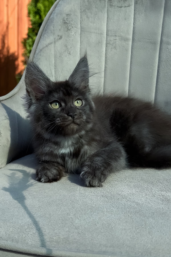Thea | Maine Coon Kitten